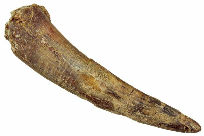 Large, Fossil Pterosaur (Siroccopteryx) Tooth - Morocco #354871